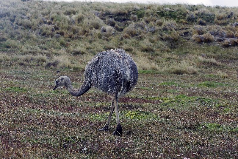 20071214 114915 D200 3900x2600.jpg - Nandu, near Otway Sound, Punta Arenas